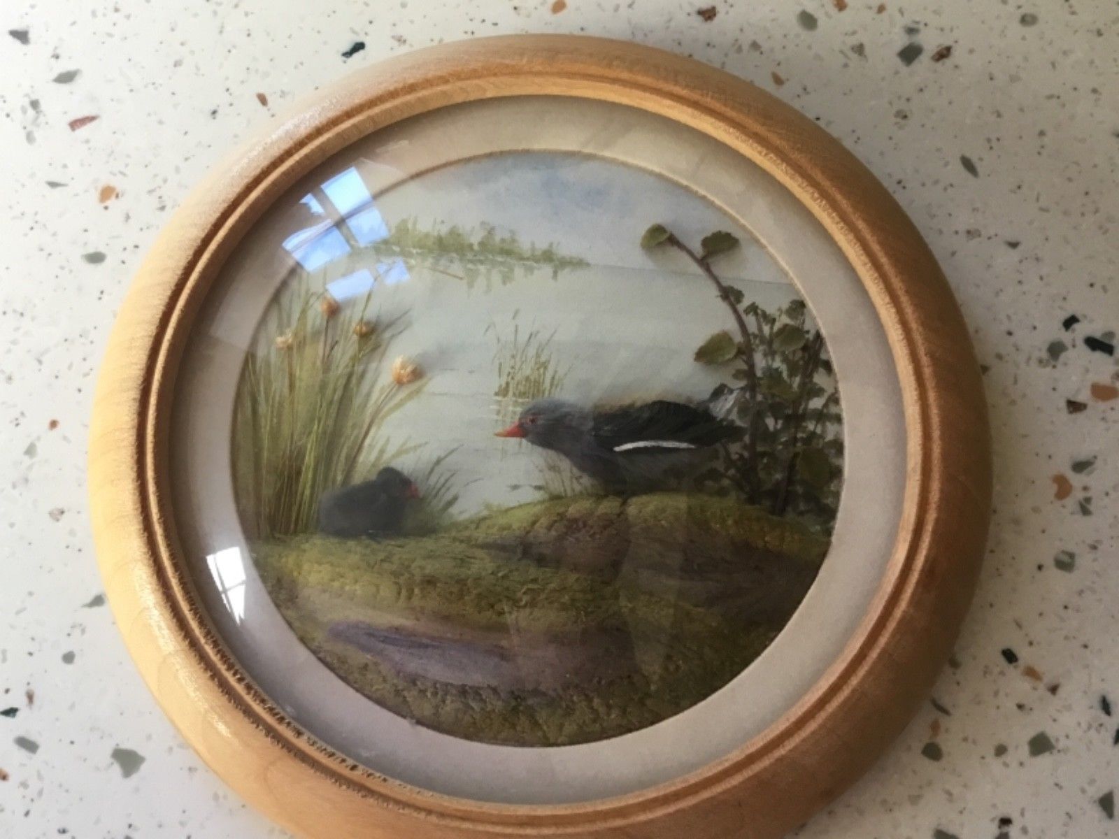Moorhen and Chick (5-inch)